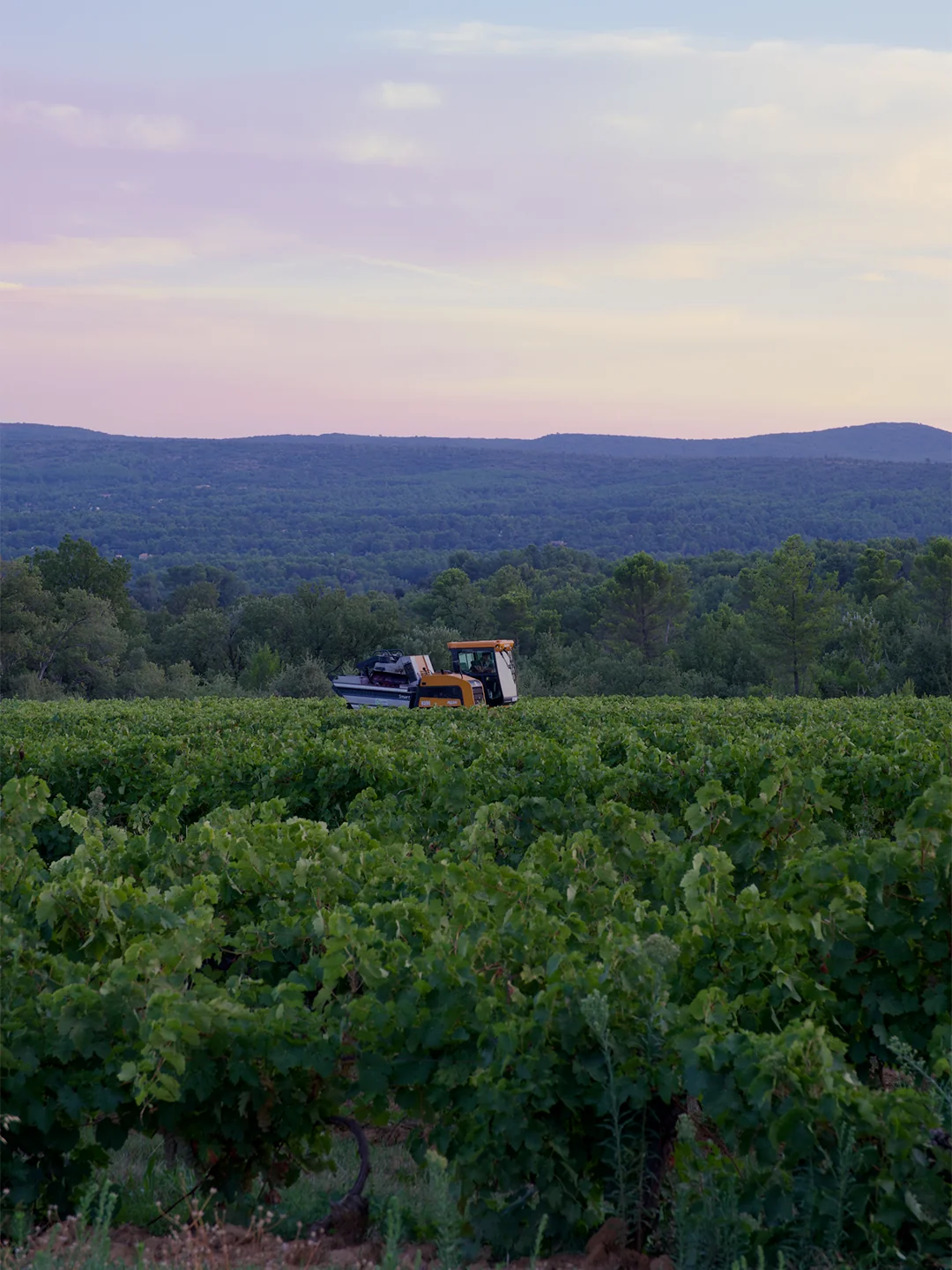 Clos La Neuve, reportage photo vendanges lumière naturelle, RAAD Studio de Création